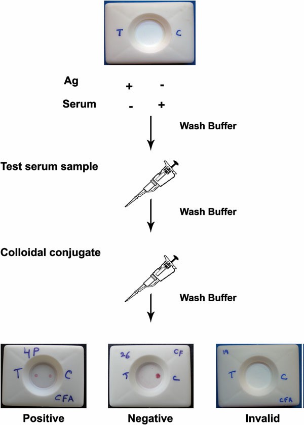 Antibody Detection Protocol with Protein-A Colloidal Gold Flow-Through Assay